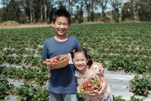 Young multicultural kids at strawberry farm