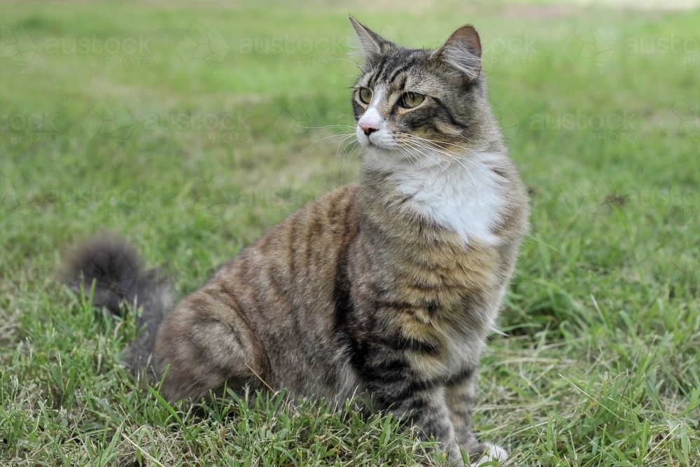1 year old cat outside on the grass - Australian Stock Image