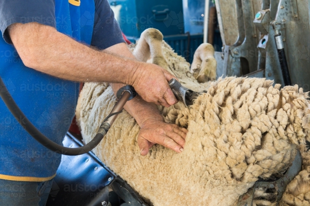 Shearer using electric handpiece and cradle to shear a sheep - Australian Stock Image
