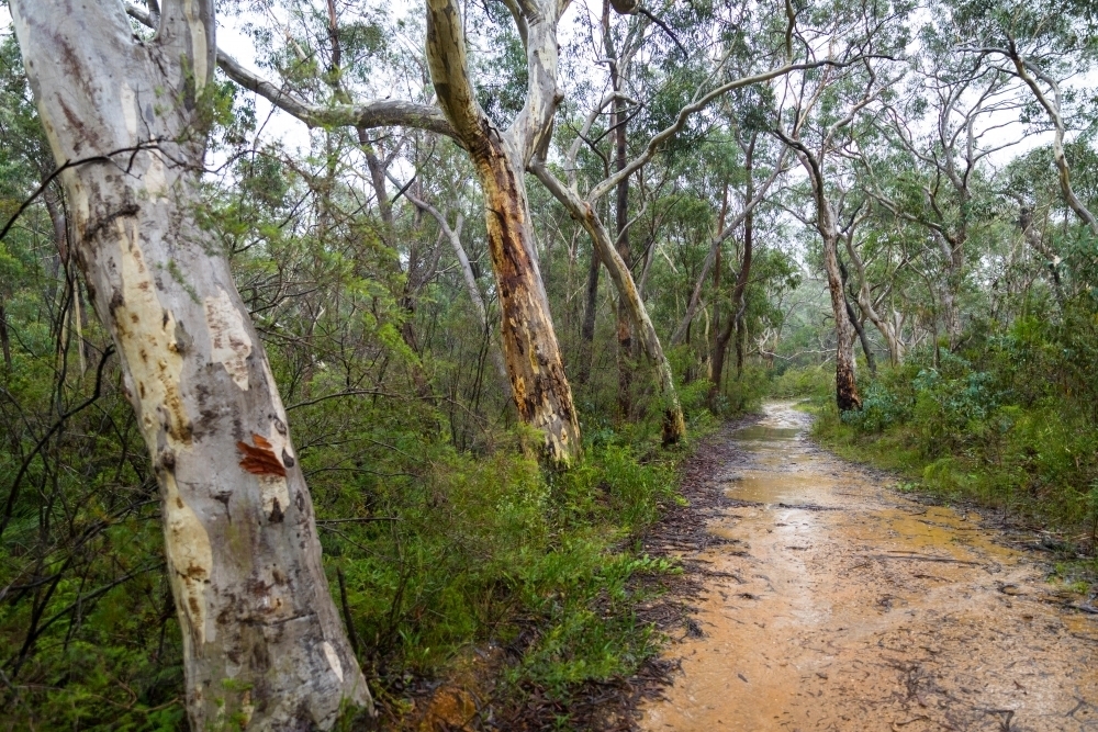 Wet bush track during the rain in the Blue Mountains - Australian Stock Image