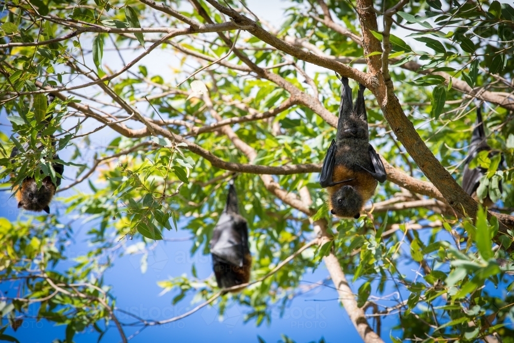 Three fruit bats hanging out in a tree with two looking at camera and one wrapped inside its wings - Australian Stock Image