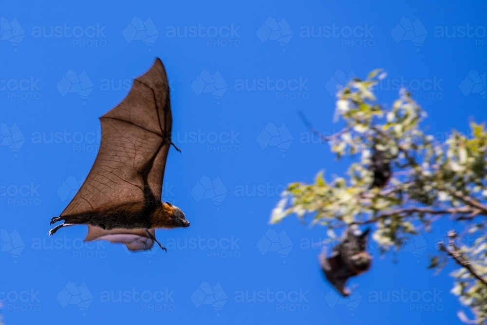 Fruit Bat in flight with blurred tree and other hanging bats in the background - Australian Stock Image