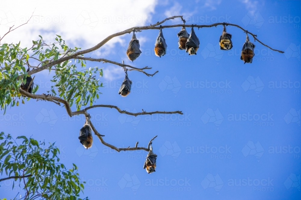 10 fruit bats hanging out in a tree across a blue sky - Australian Stock Image