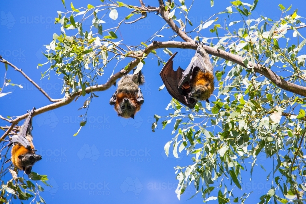 3 fruit bats hanging out in a tree - Australian Stock Image