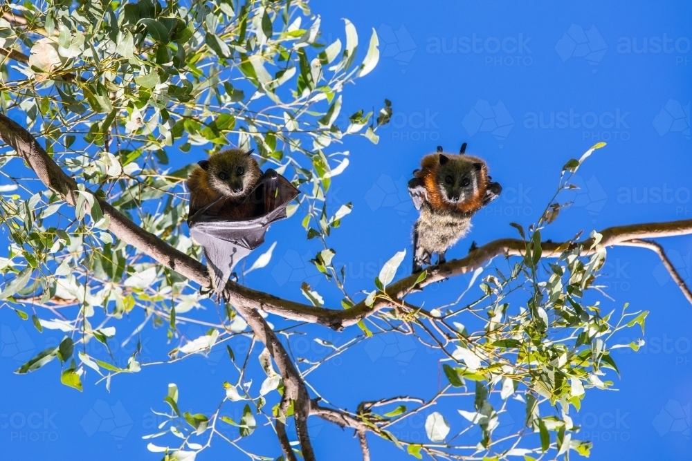 Two fruit bats hanging in a tree looking down at camera - Australian Stock Image