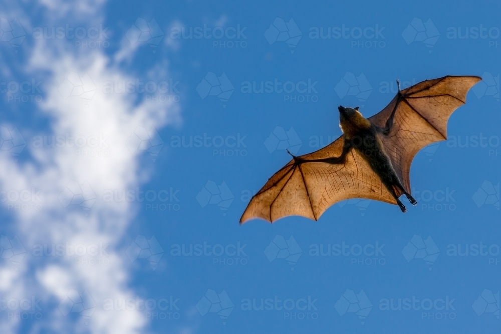 Fruit Bat in flight with wings spread across a blue sky - Australian Stock Image