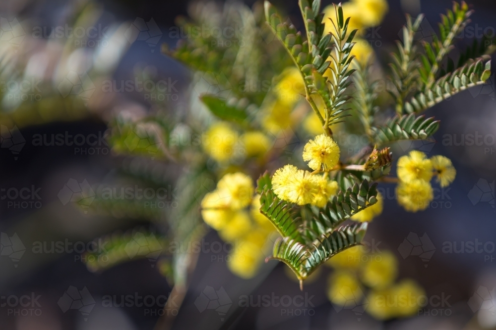 Wattle (Acacia terminalis) in early morning spring sunlight - Australian Stock Image