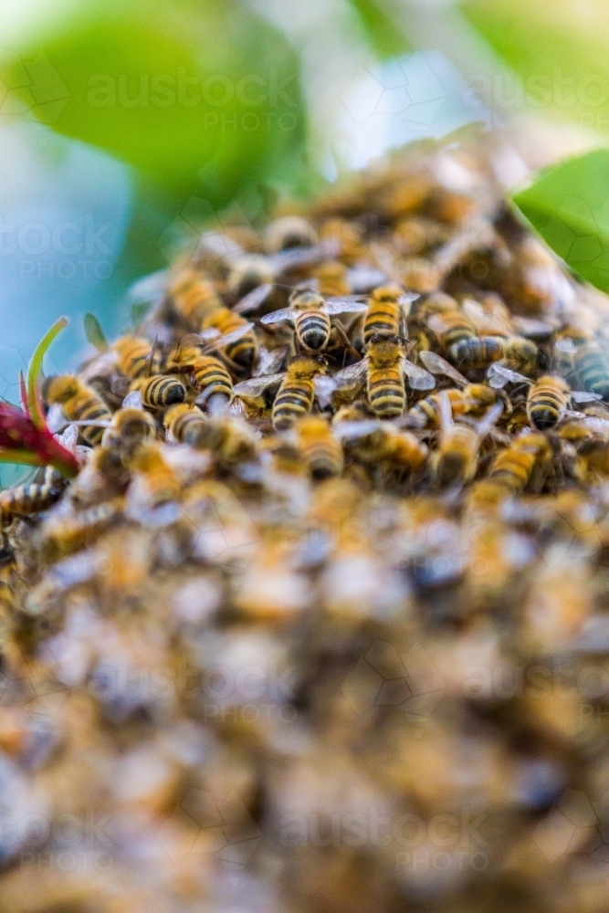 Closeup of Honey Bee's nesting in a tree forming a hive - Australian Stock Image