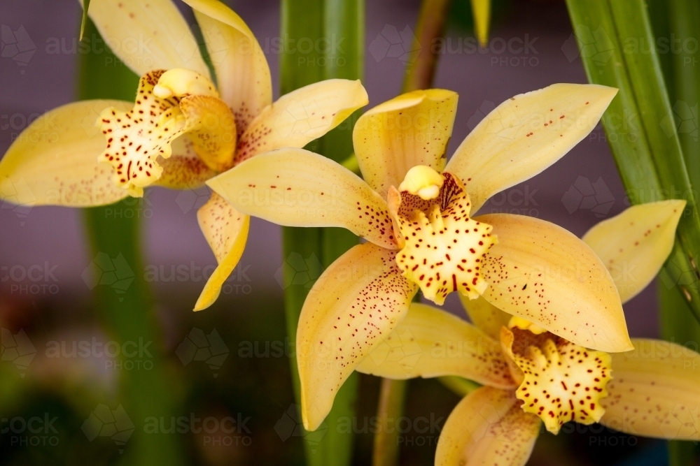 Slipper Orchid flowers (Cymbidium Orchid) - Australian Stock Image