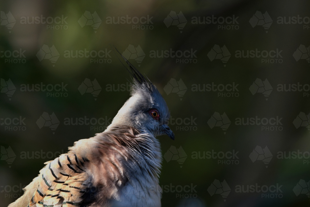 3/4  profile of crested pigeon, out of focus background - Australian Stock Image