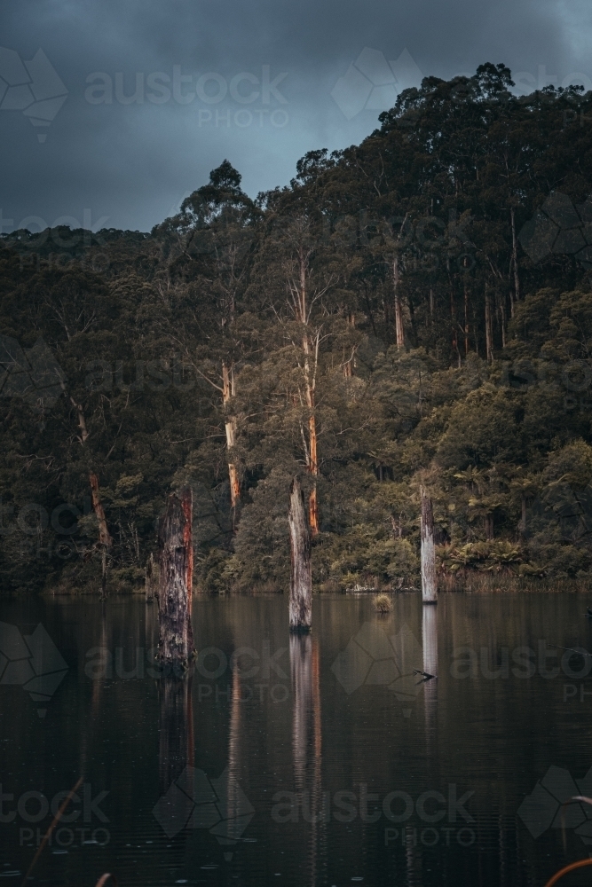 3 Dead Trees Standing in a Reflective Lake - Australian Stock Image
