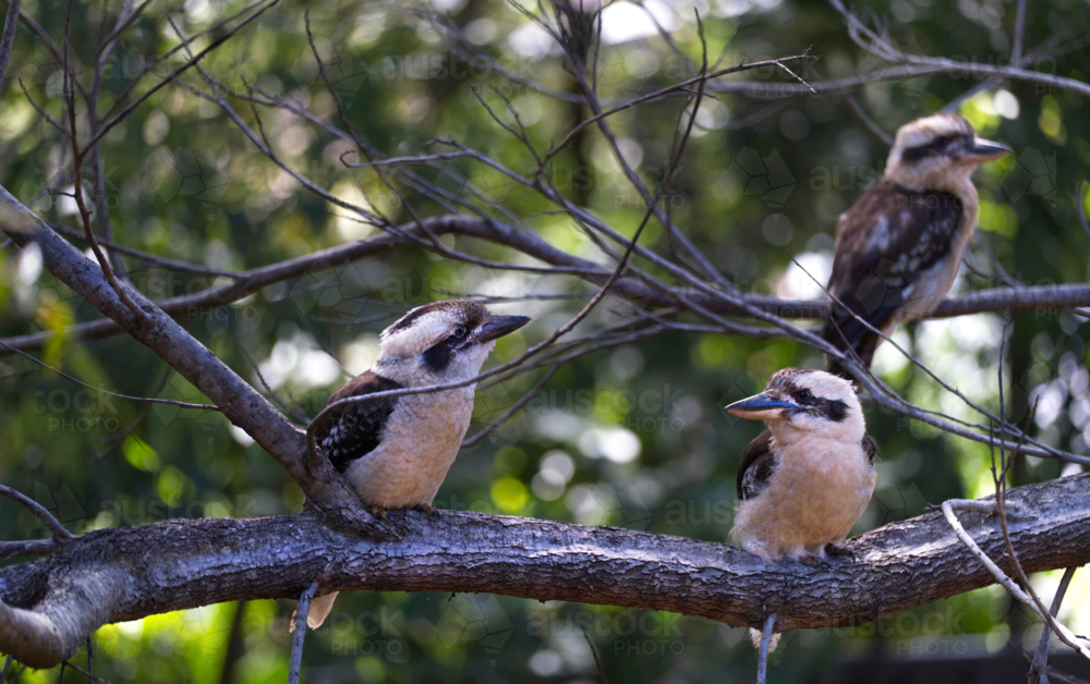3 Kookaburras sitting on tree branches - Australian Stock Image