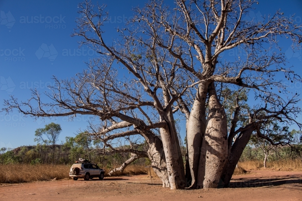 4wd beside large boab tree - Australian Stock Image