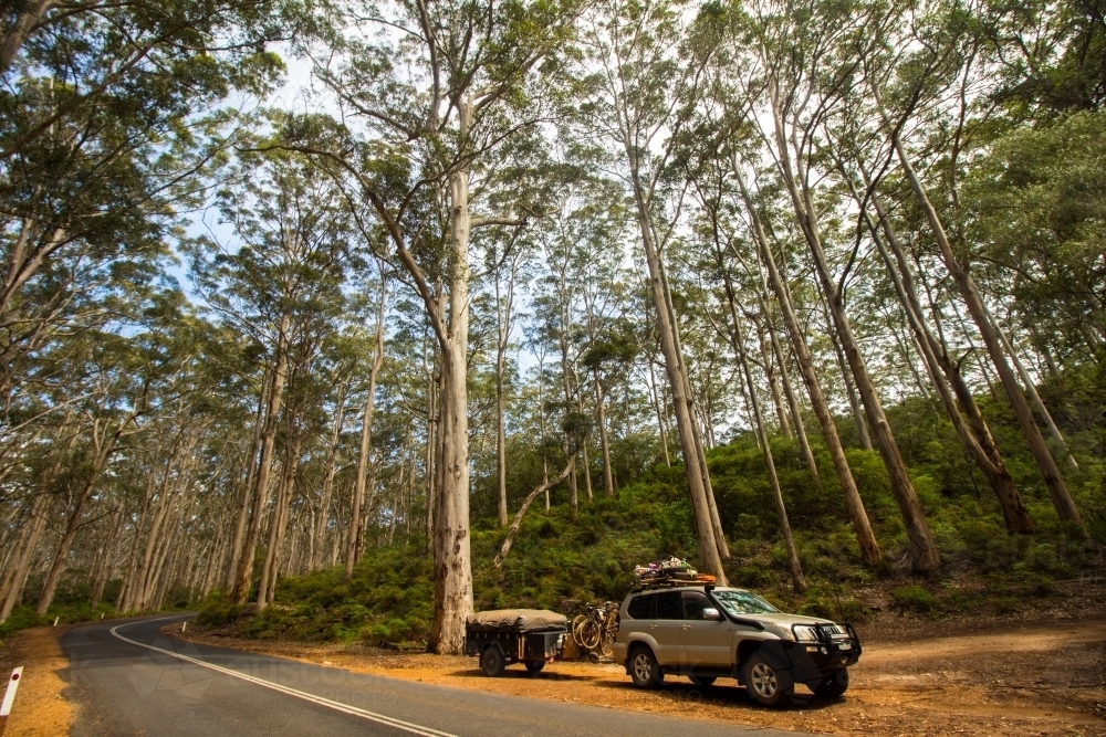 4wd in a forest - Australian Stock Image