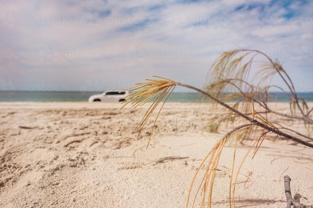 4x4 on the beach with she oak frond in the foreground - Australian Stock Image