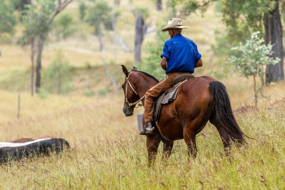 Image of A 90 year old stockman in blue shirt mustering cattle on a ...