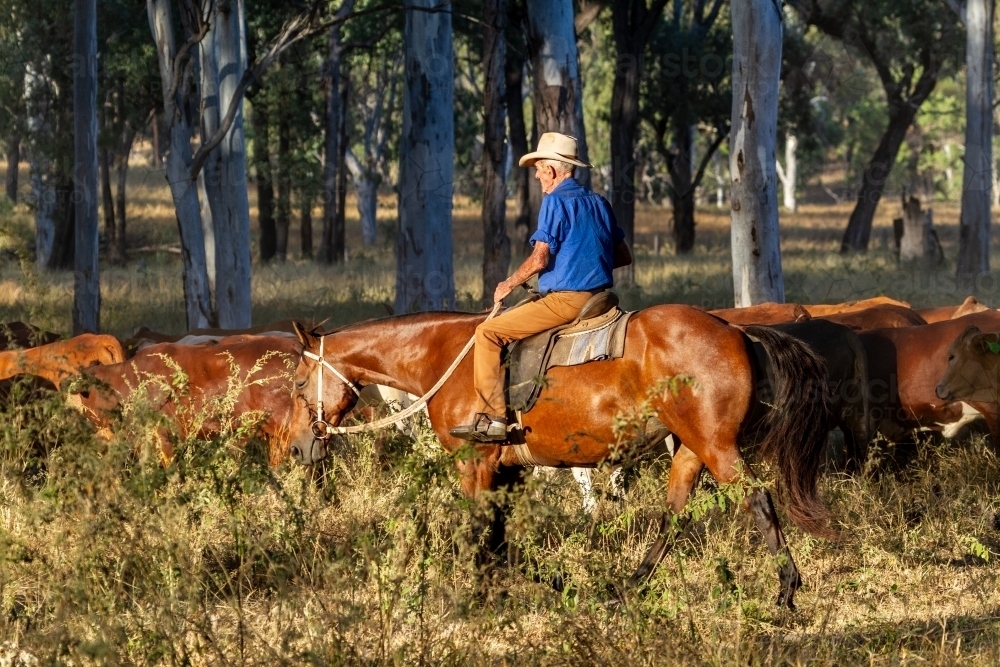 Image of A 90 year old stockman on his horse alongside a mob of cattle ...