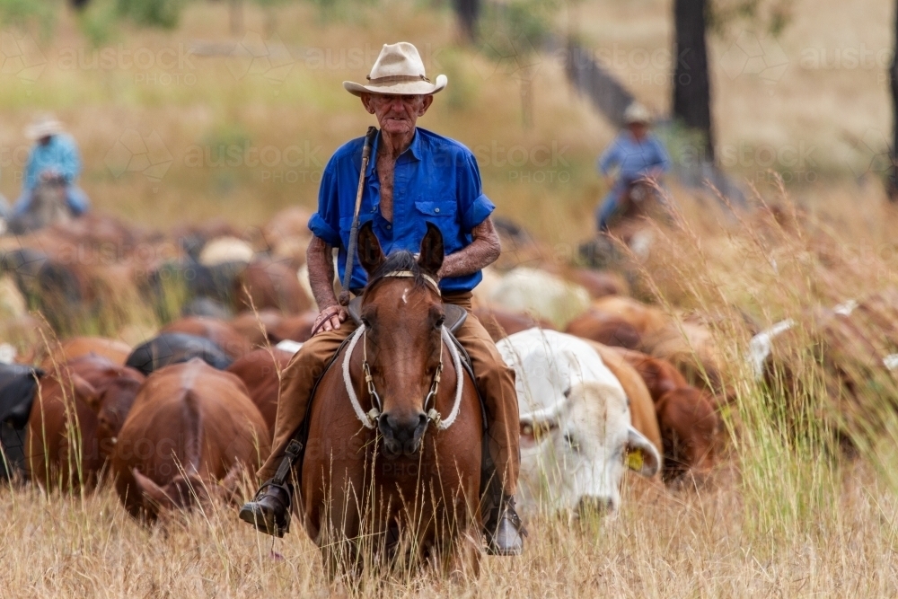 A 90 year old stockman on his horse leads a mob of cattle during mustering. - Australian Stock Image