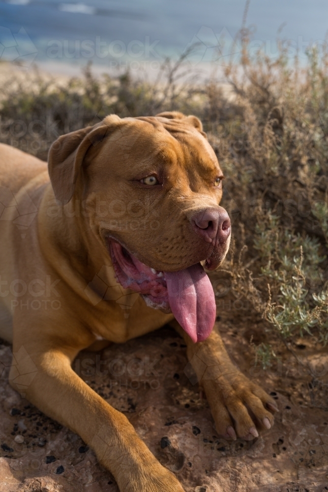 A alert happy American Bulldog mixed breed dog relaxing in the grass - Australian Stock Image