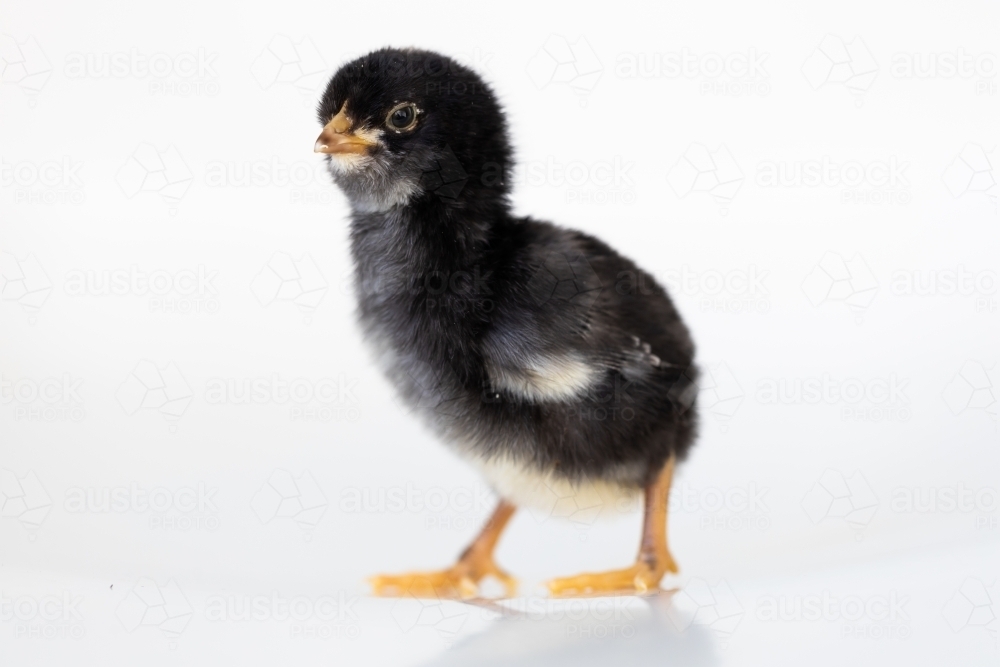 A baby chick with a white back ground - Australian Stock Image