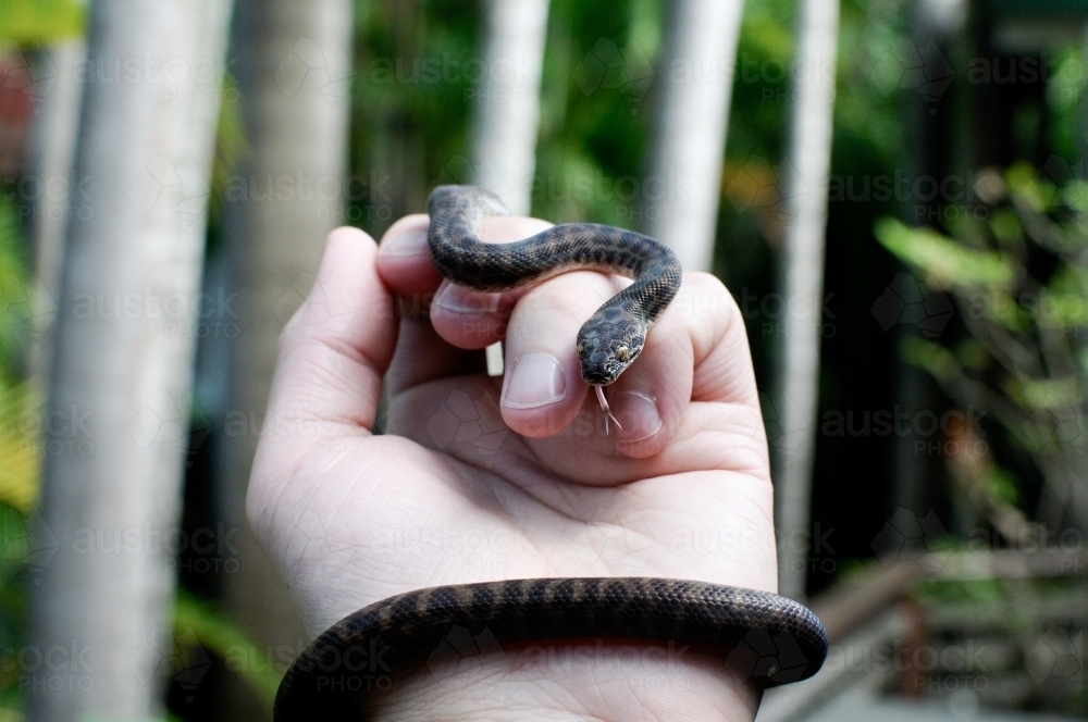 A baby snake wrapping around a wrist - Australian Stock Image