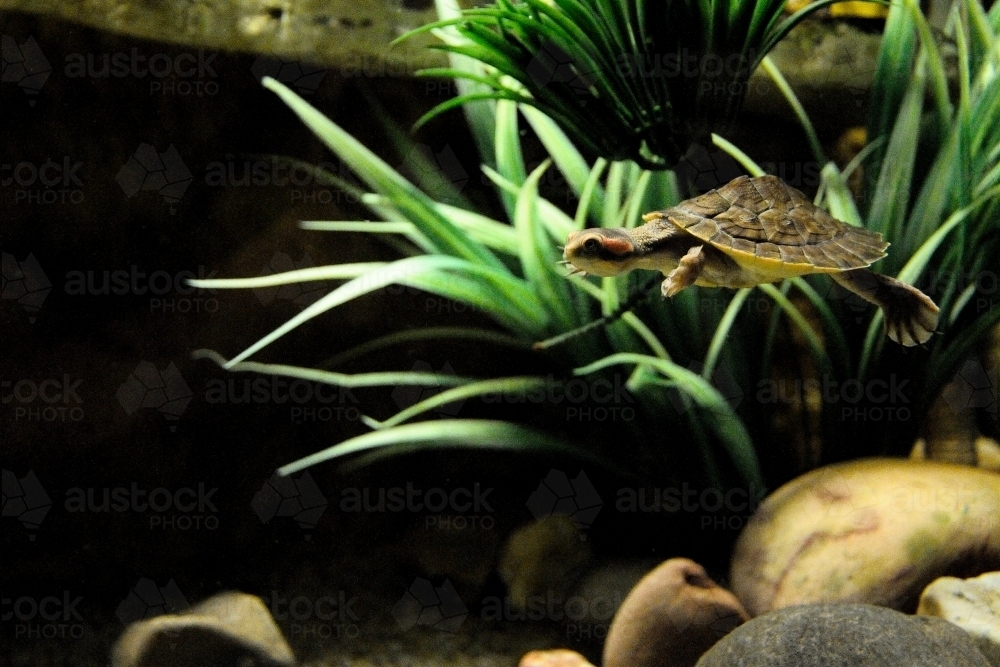 A baby turtle swimming in a large tank - Australian Stock Image