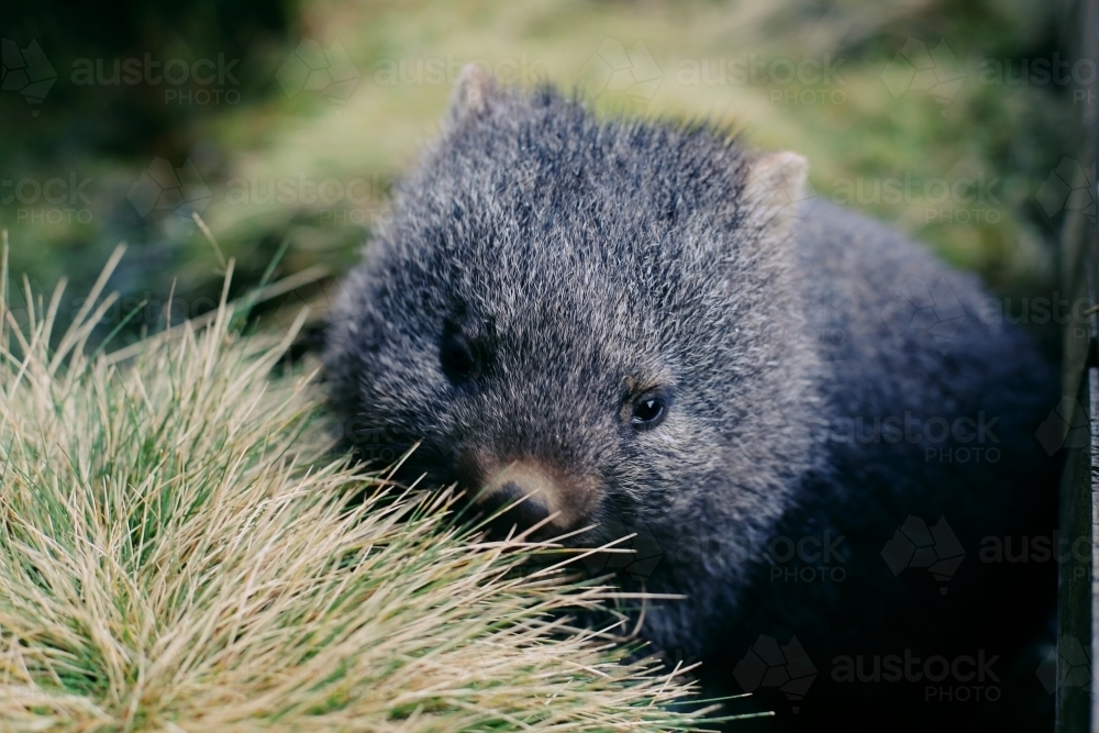 A baby wombat in long grass - Australian Stock Image