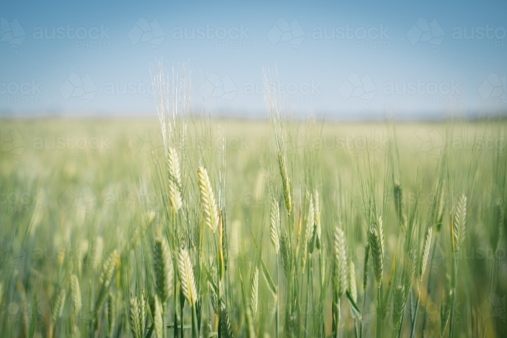 A barley crop in head in Spring in the Wheatbelt of Western Australia - Australian Stock Image