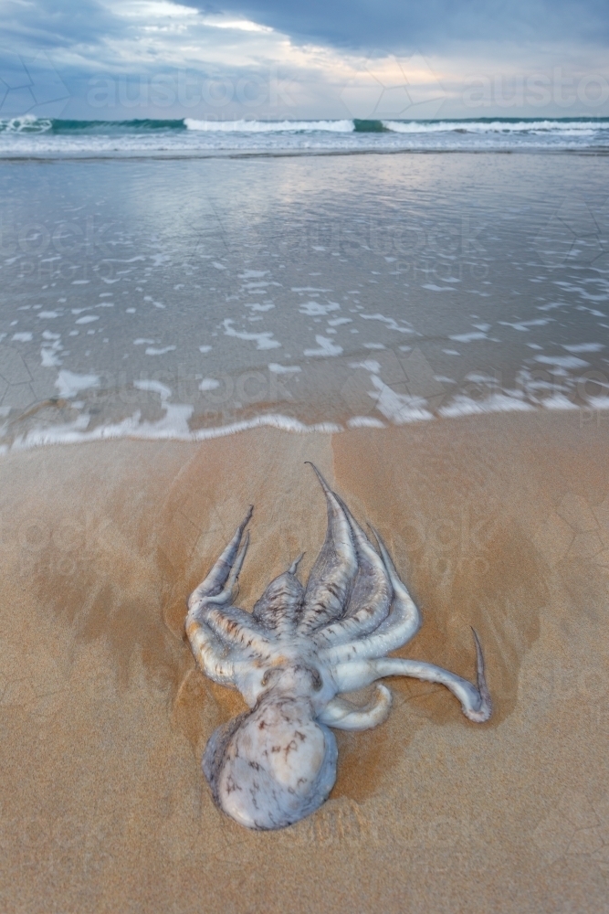 Image of A beached octopus lying on the sand under a stormy sky