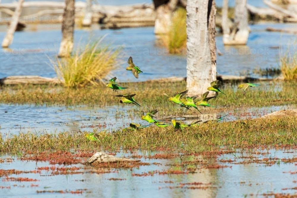 A beautiful flock of wild green and gold budgerigars coming down to a lake to drink. - Australian Stock Image