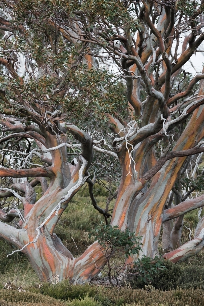A beautiful gum tree showing its coloured bark. - Australian Stock Image
