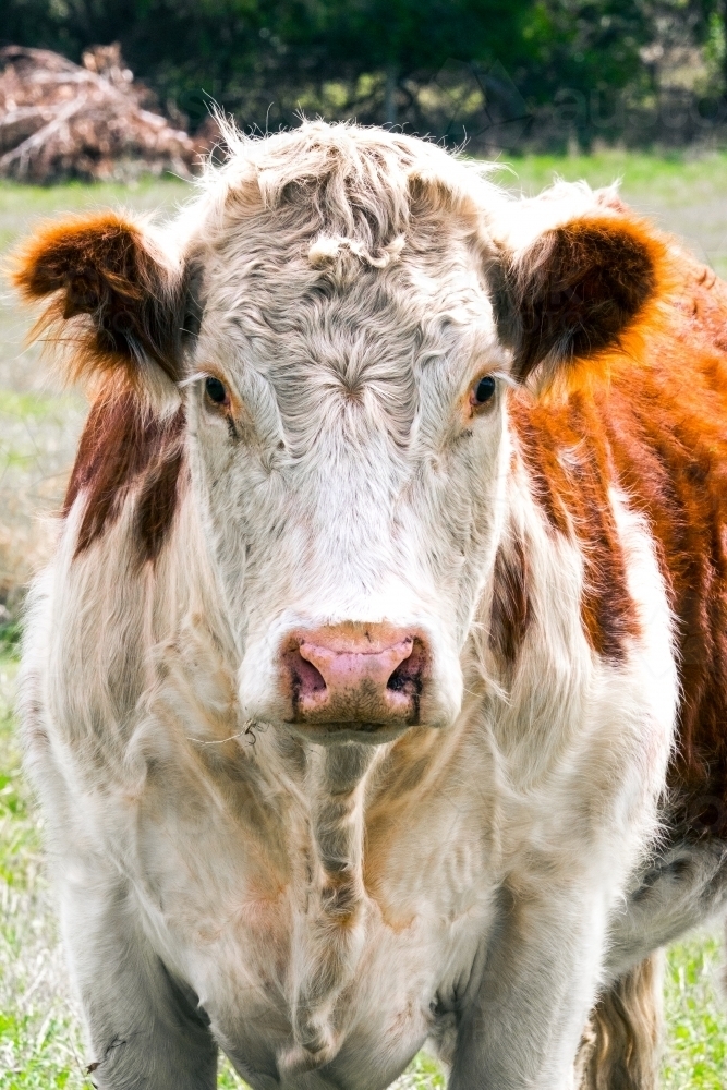 A beautiful hereford cow looks into the camera - Australian Stock Image