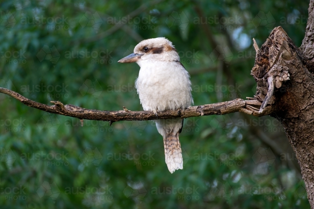 A beautiful kookaburra sits on a branch - Australian Stock Image
