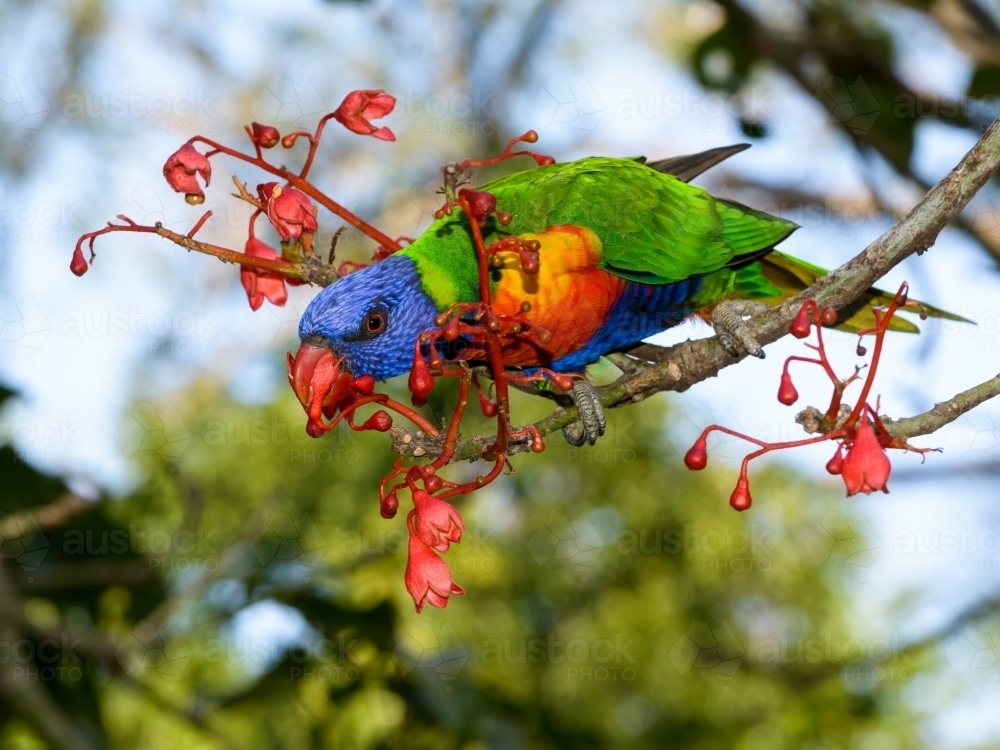 A beautiful Rainbow Lorikeet taking nectar from flame tree flowers with blurred background - Australian Stock Image