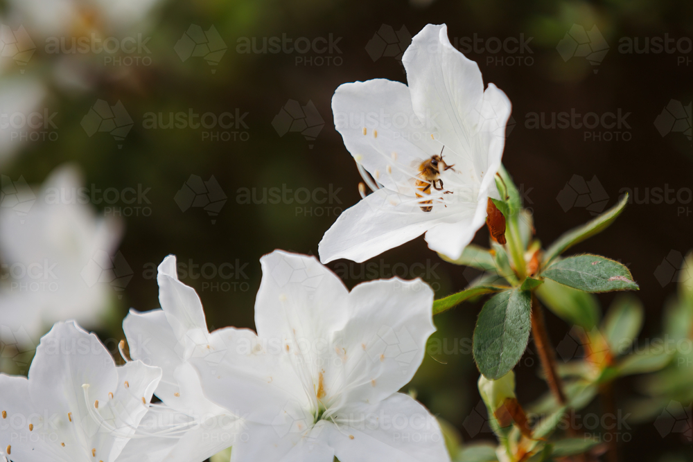 A bee landing on a white Azalea - Australian Stock Image