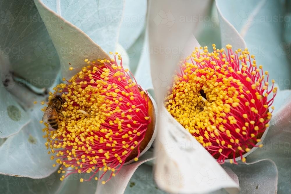 A bee on a flowering gumnut. - Australian Stock Image