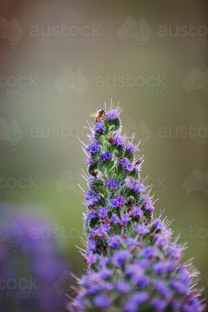 A bee on the top of a tower of purple flowers - Australian Stock Image