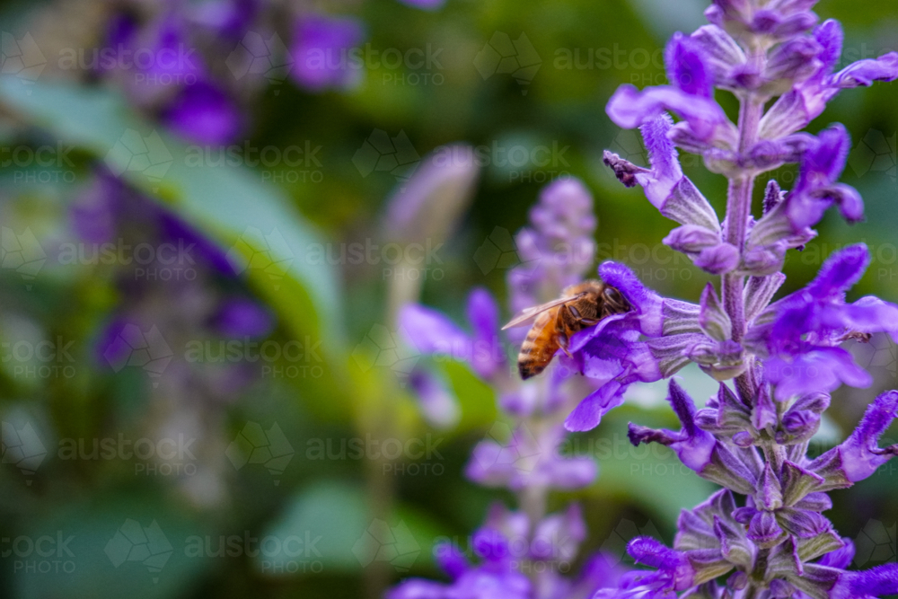 A bee pollinating - Australian Stock Image