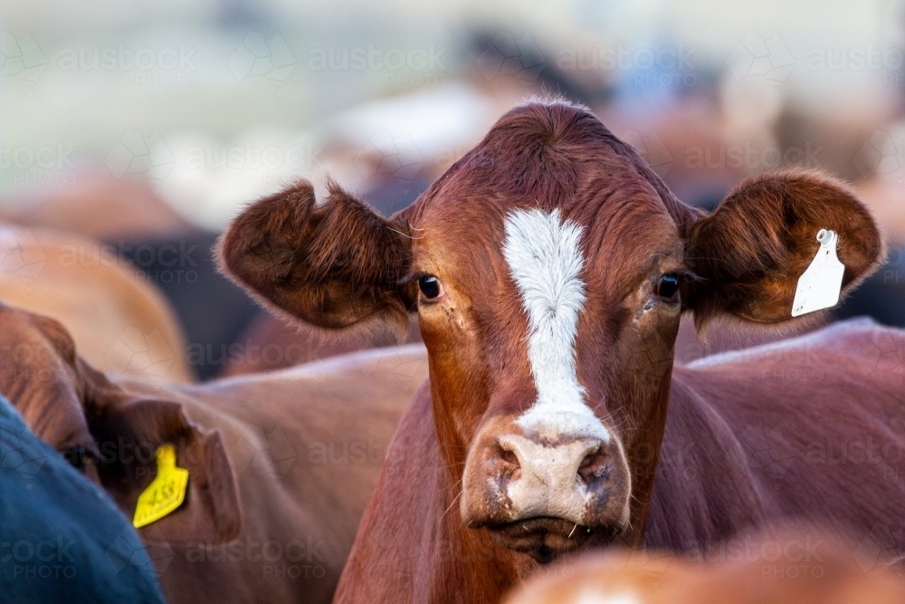 Image of A beef heifer raises her head to observe. Austockphoto