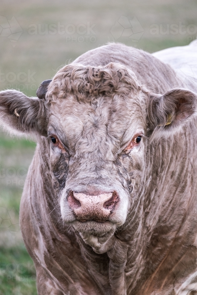 A big murray grey bull up close - Australian Stock Image