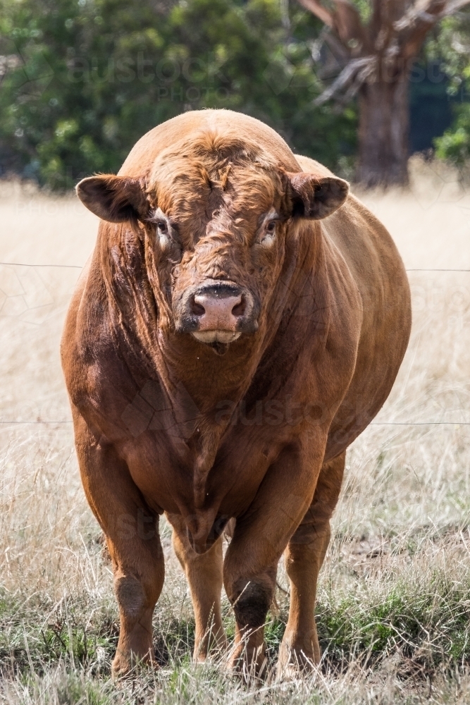 Image of a big red bull standing in the paddock Austockphoto