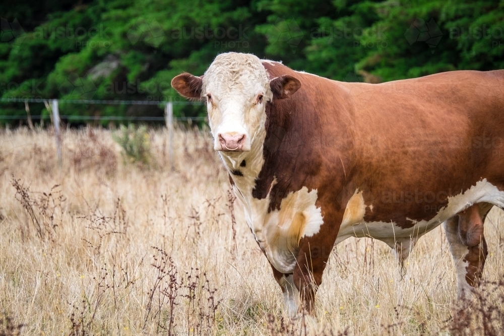 a big stud bull with nose ring standing tall in paddock - Australian Stock Image