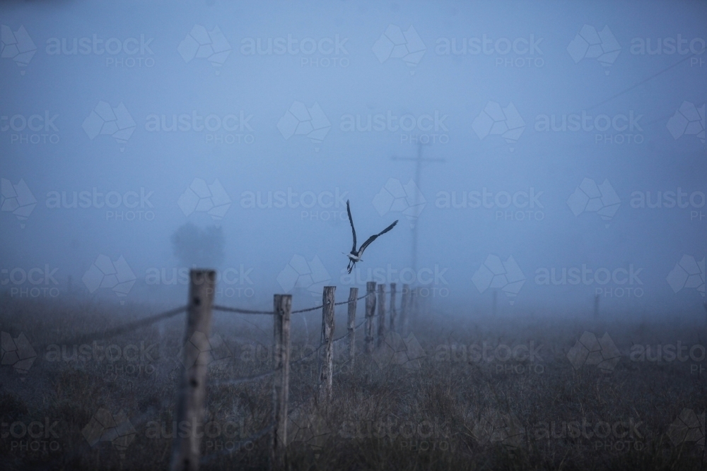 A bird flying along fence-line in blue morning mist - Australian Stock Image