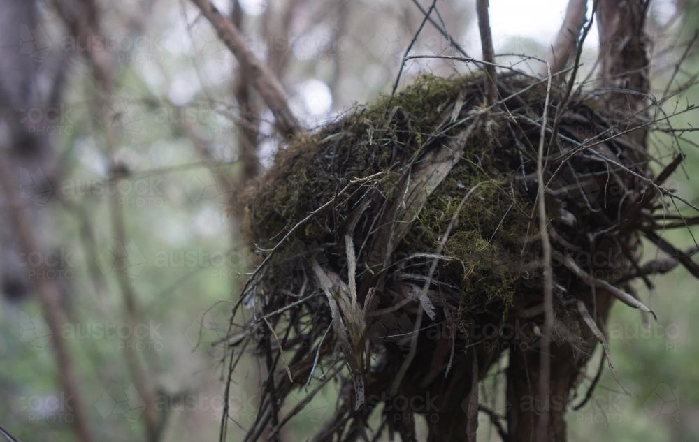 A bird's nest close up with low lighting - Australian Stock Image