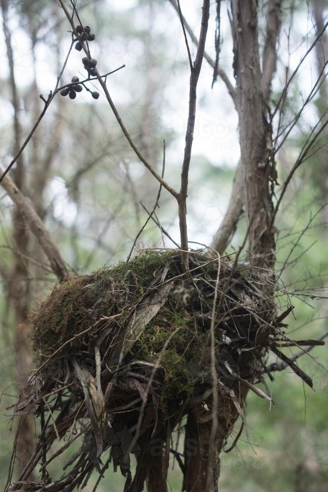 A bird's nest up close in portrait - Australian Stock Image