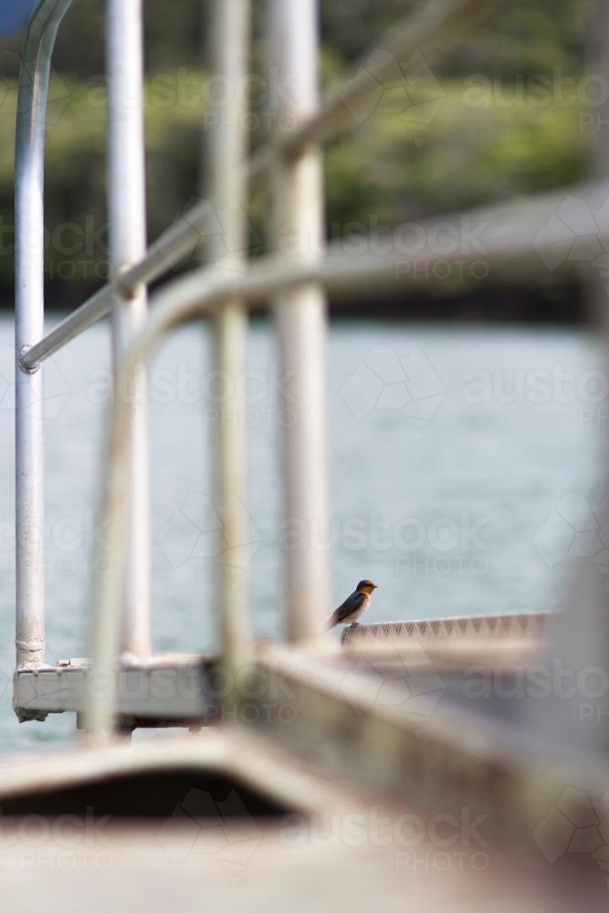 A bird sits on the deck of a wild life cruise along the Daintree river. - Australian Stock Image