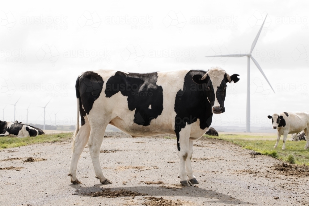 A black and white cow standing in the middle of the road, other cows and wind turbines in background - Australian Stock Image