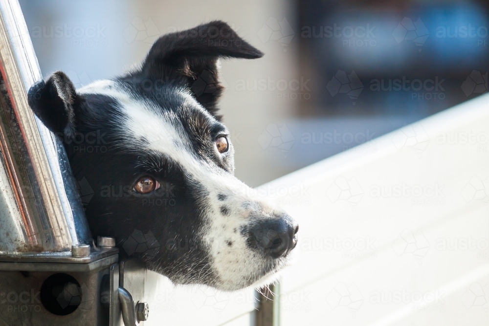 A black and white dog leaning over the side of a ute - Australian Stock Image