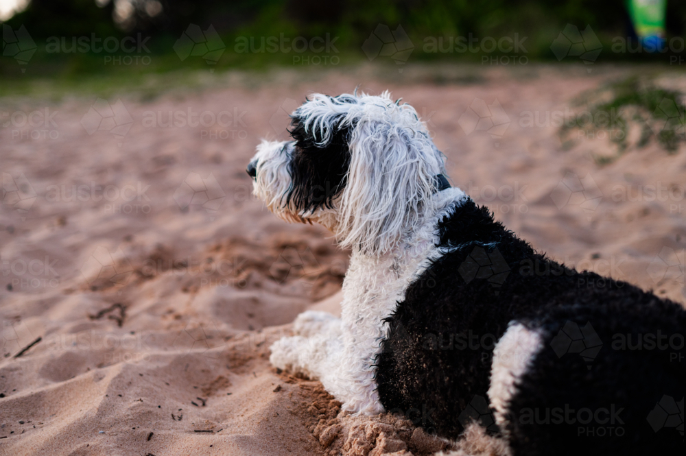 A black and white dog lies on the soft sand, enjoying the calm atmosphere by the beach at dusk - Australian Stock Image