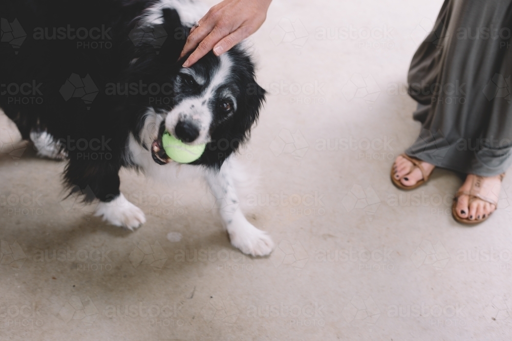 A black and white dog with a yellow tennis ball in its mouth being patted by a woman - Australian Stock Image